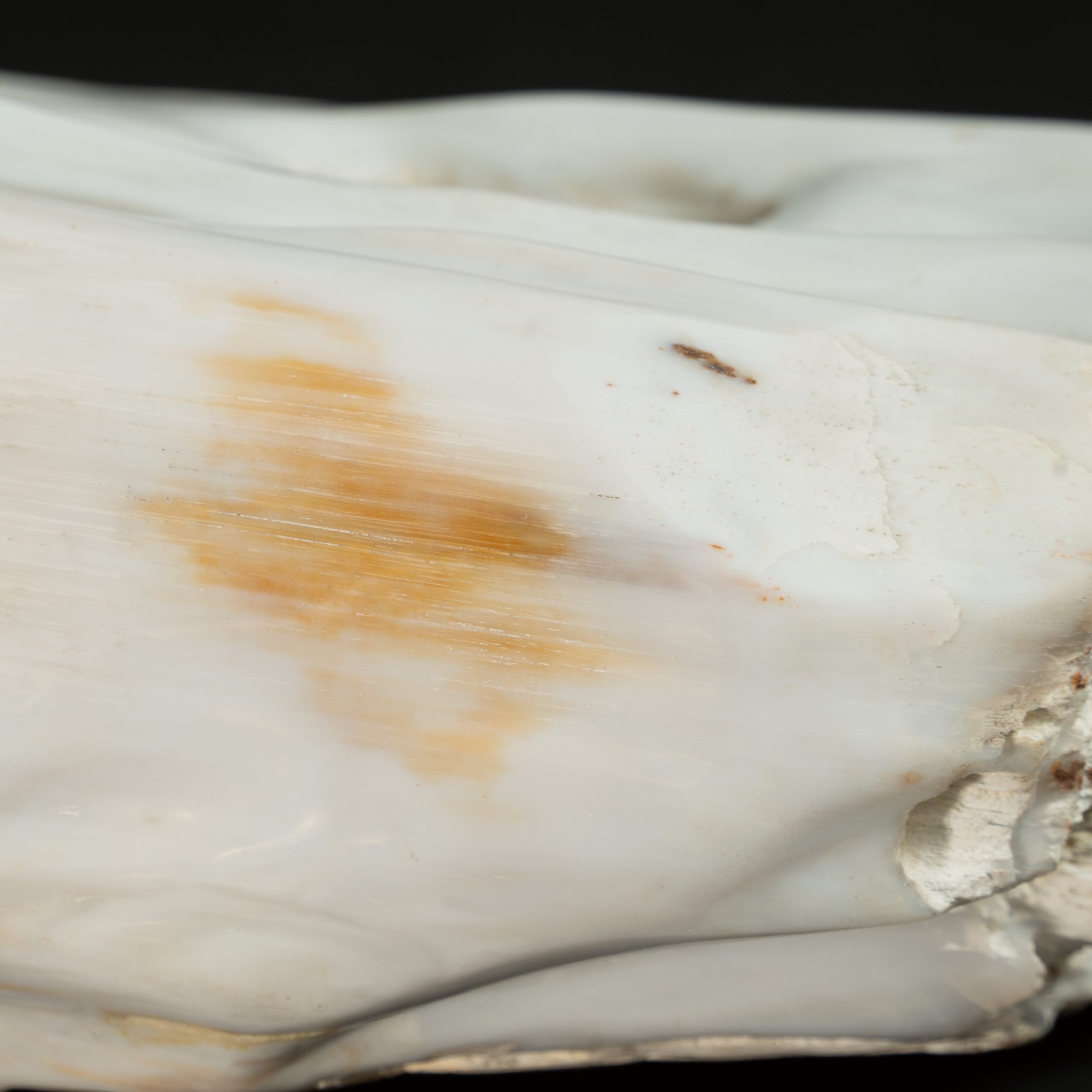 Lot 052 A LARGE PETRIFIED WOOD SCHOLAR'S ROCK
QING DYNASTY (1644–1911)
清 木化石供 - Image 4